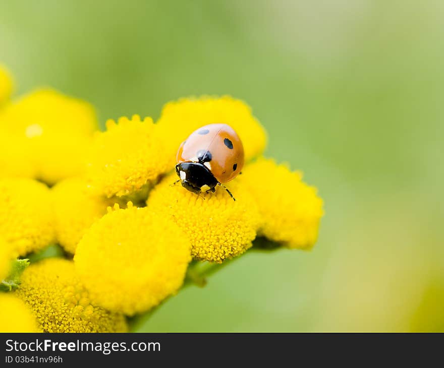 Small ladybug