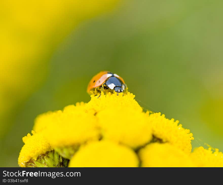 Small Ladybug