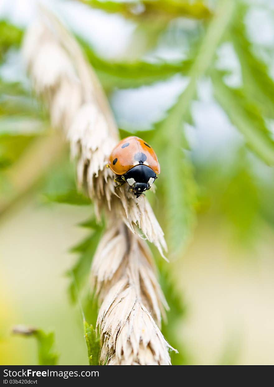 Small ladybug