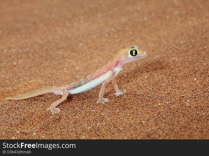 Macro of a Palmato gecko taken in the Nambib desert in Nambian, Southern Africa. Macro of a Palmato gecko taken in the Nambib desert in Nambian, Southern Africa