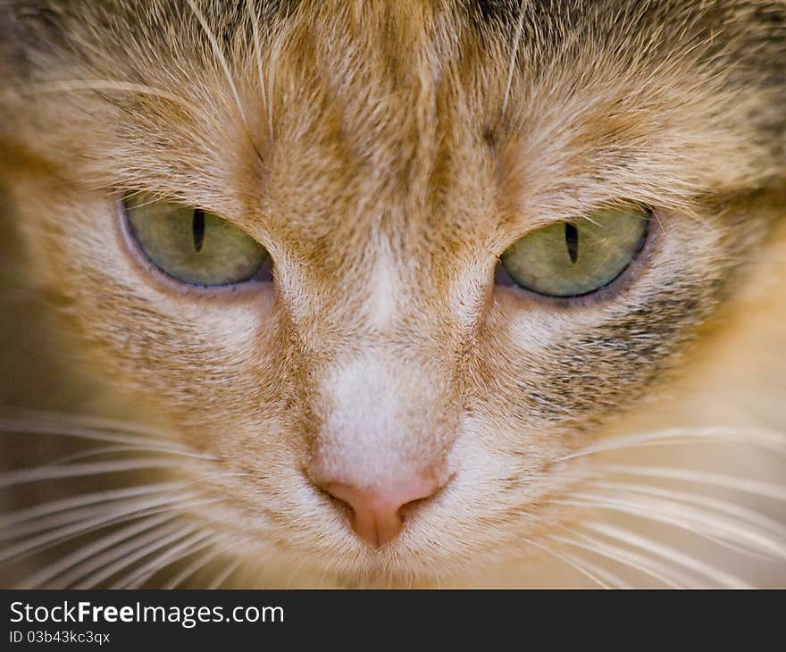 Close up of a cat with bright green eyes