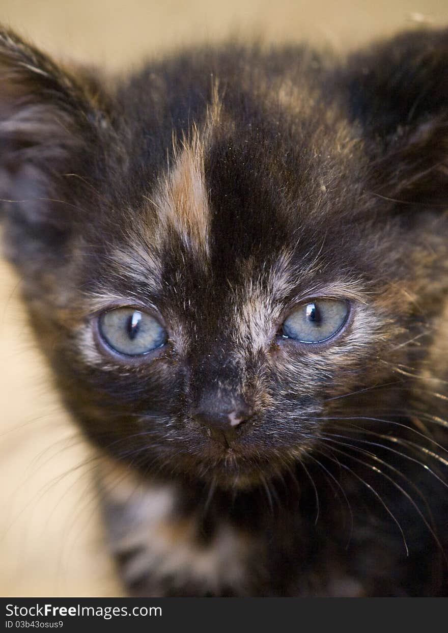 Cute little farm kitten with bright blue eyes. Cute little farm kitten with bright blue eyes