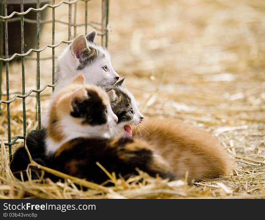 Cute little farm kittens laying together in the hay. Cute little farm kittens laying together in the hay