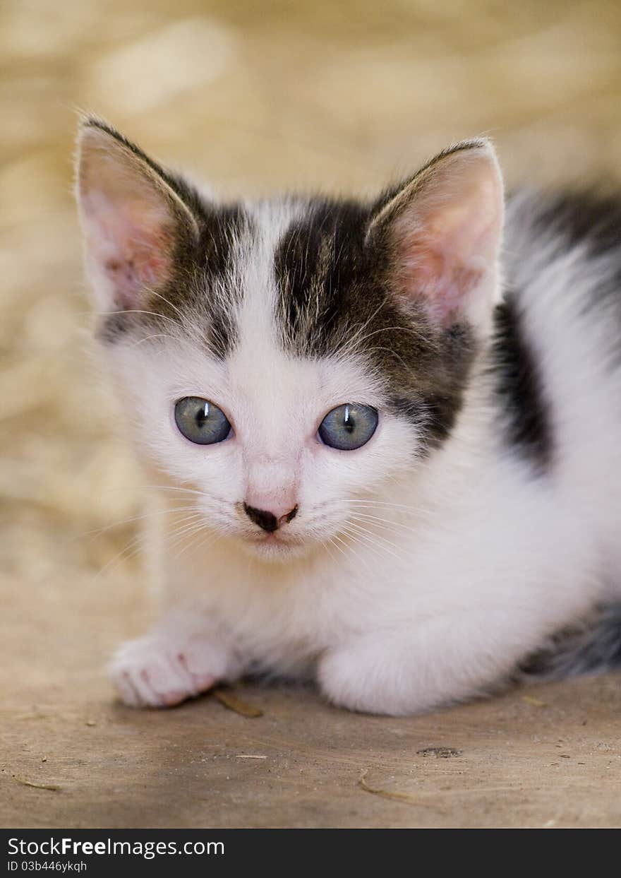 Cute little farm kitten with bright blue eyes resting. Cute little farm kitten with bright blue eyes resting