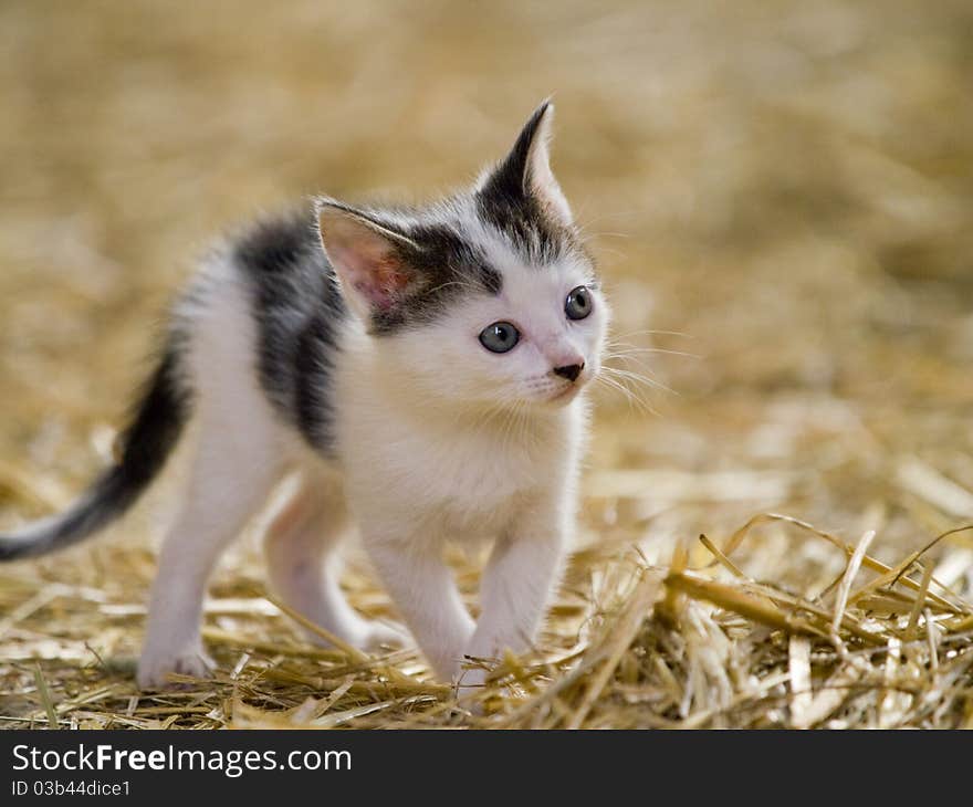 Cute little farm kitten with bright blue eyes playing. Cute little farm kitten with bright blue eyes playing