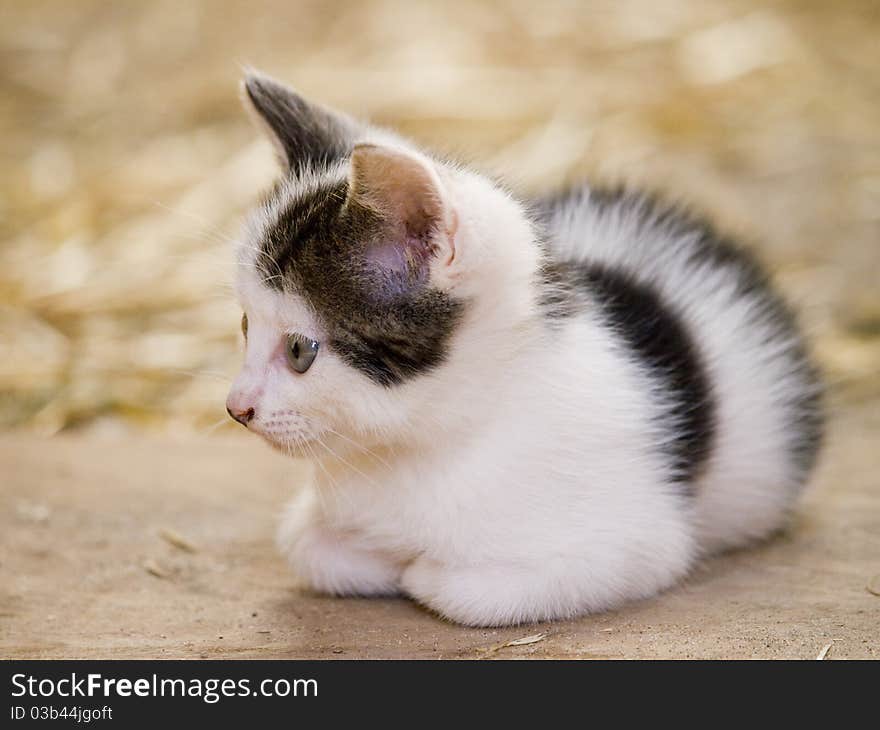 Cute little farm kitten with bright blue eyes resting. Cute little farm kitten with bright blue eyes resting