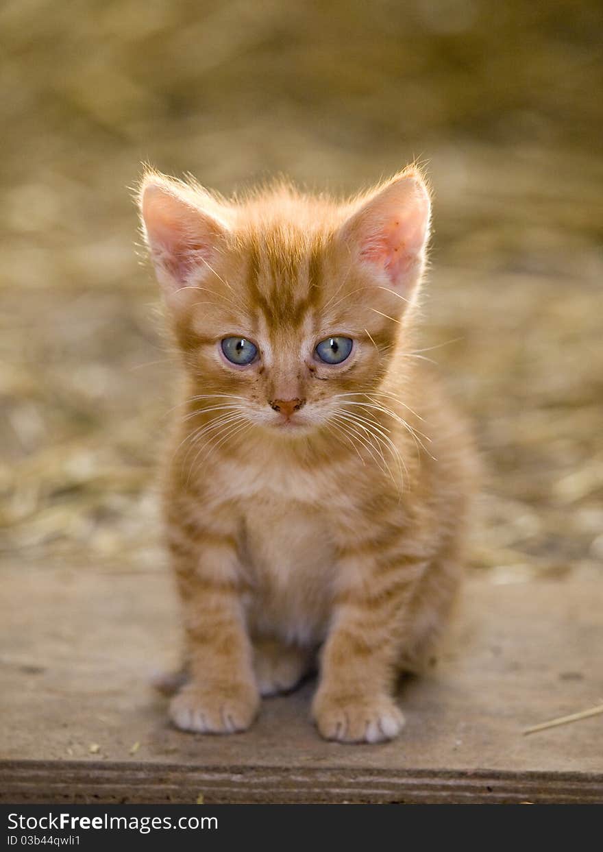 Cute red kitten