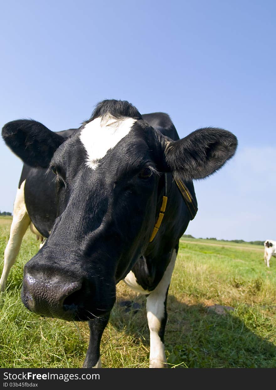 Funny closeup of a nosy black and white cow. Funny closeup of a nosy black and white cow