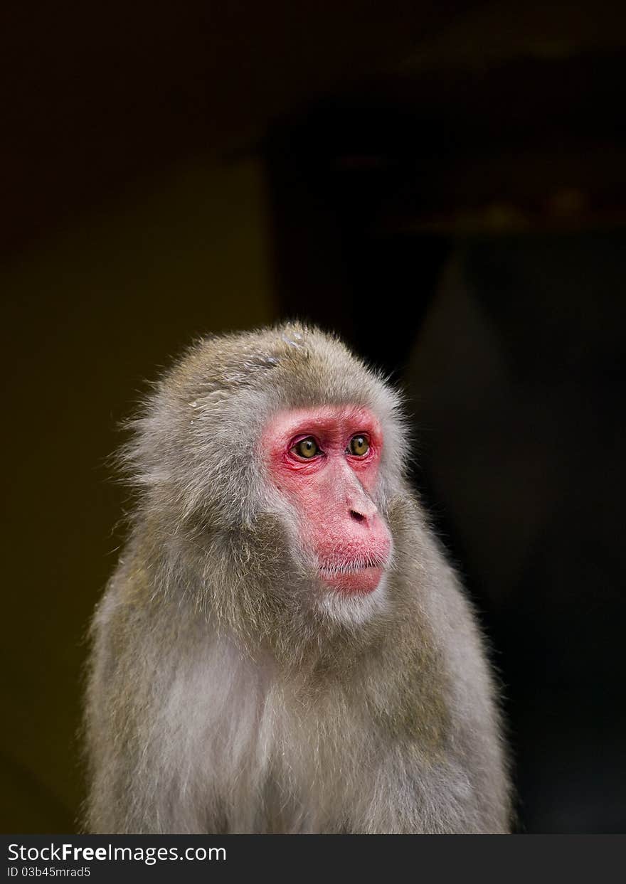 Close up of a Japanese macaque (Macaca)