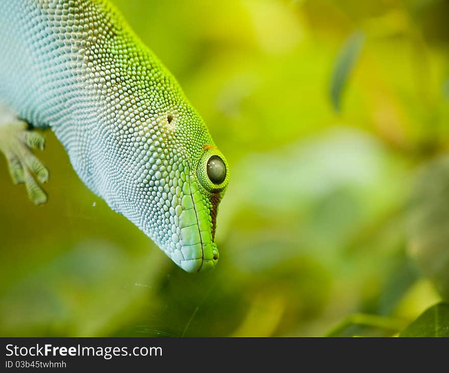 Giant day gecko (phelsuma madagascariensis grandis) sitting on glass