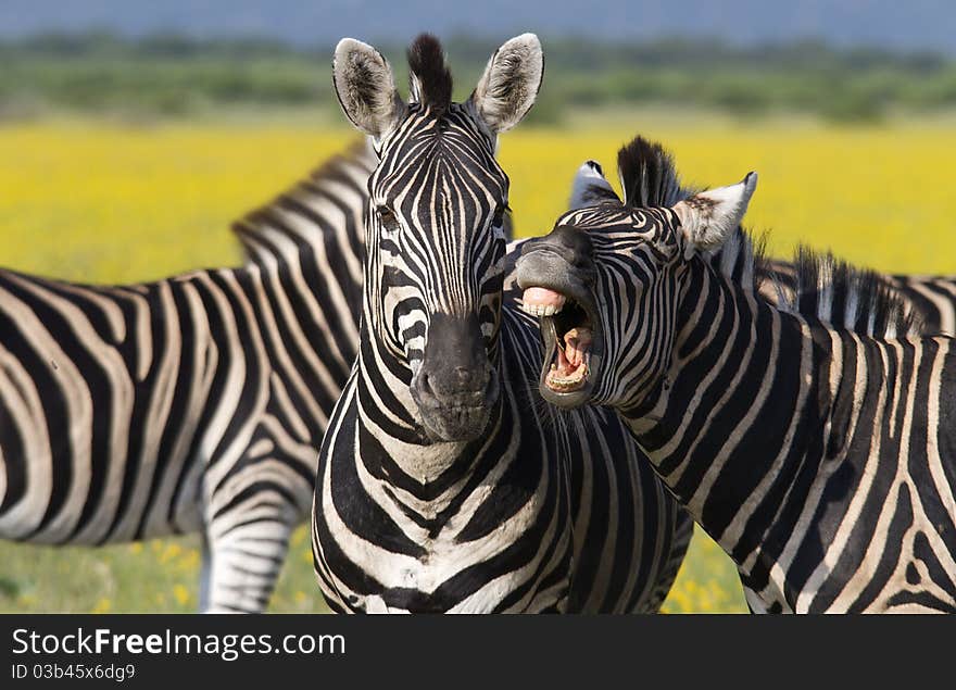 Laughing zebra on the open plains with yellow flowers in the back ground.