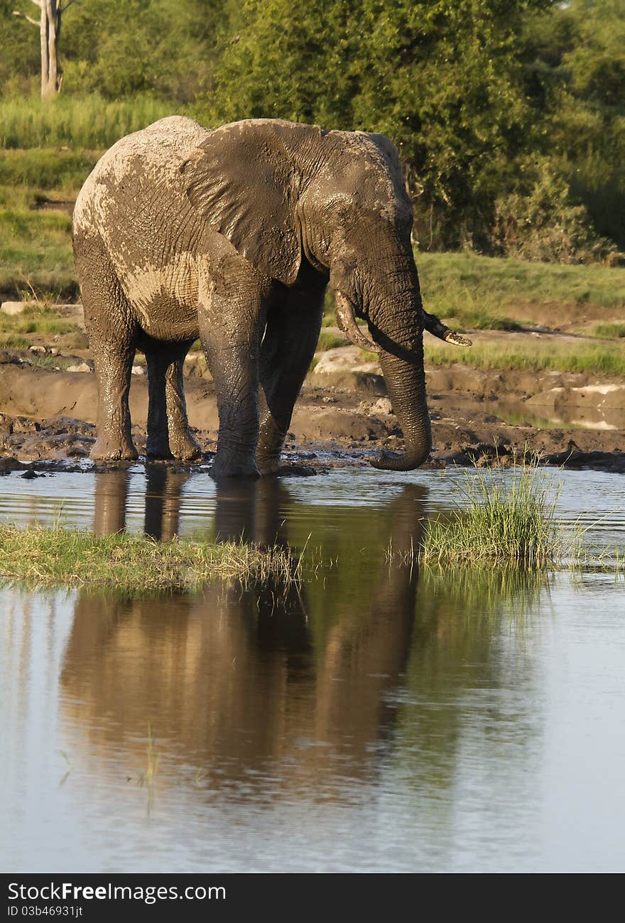 Reflection image of a Bull elephant. Reflection image of a Bull elephant