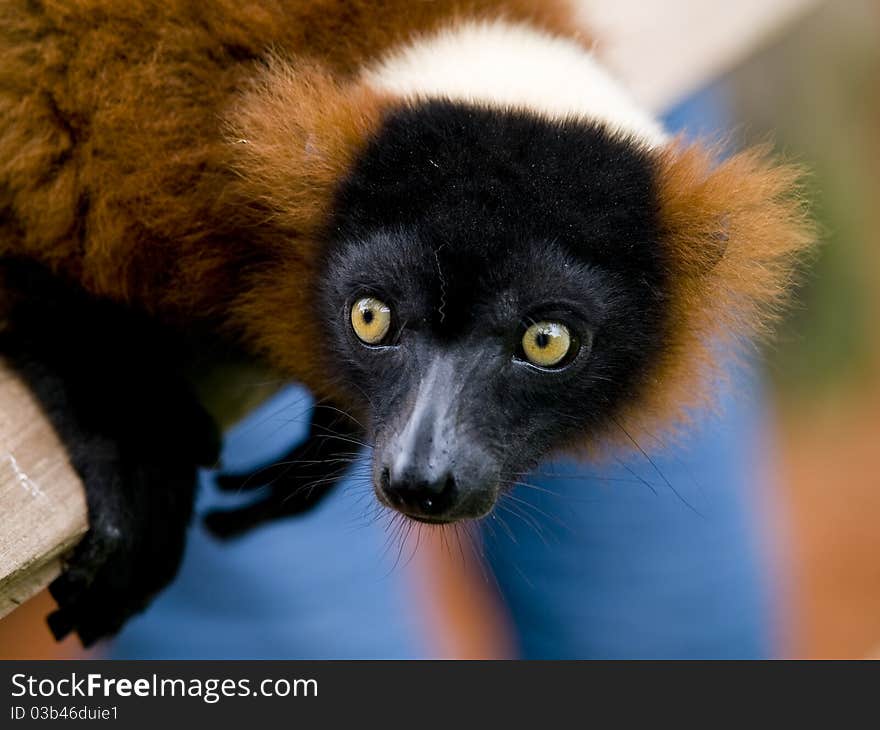 Close up of a red ruffed lemur with bright yellow eyes