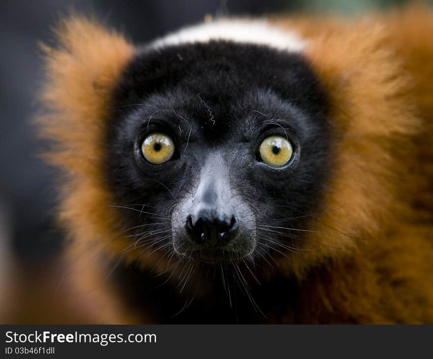 Close up of a red ruffed lemur with bright yellow eyes