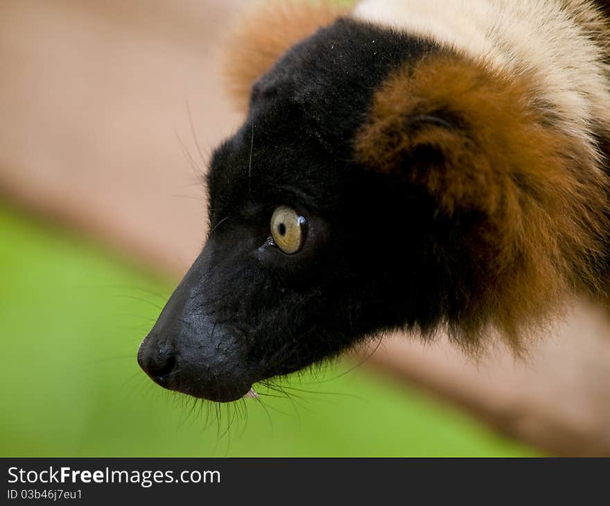 Close up of a red ruffed lemur with bright yellow eyes