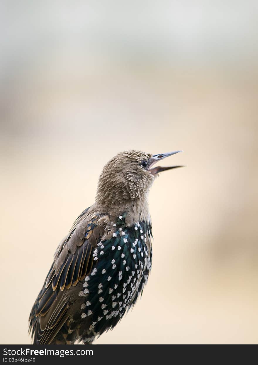 Beautiful European Starling or Common Starling singing