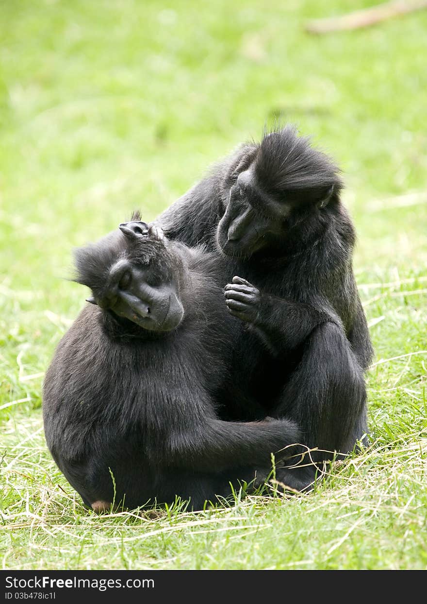 Two Crested Black Macaque (Macaca nigra) cleaning eachother