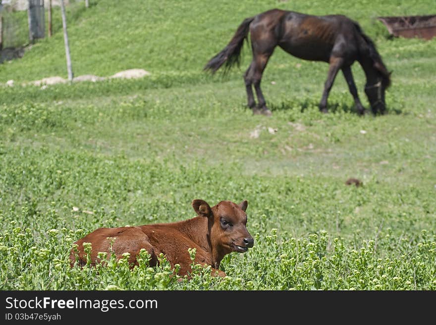 Little cow and horse on the grassland. Little cow and horse on the grassland