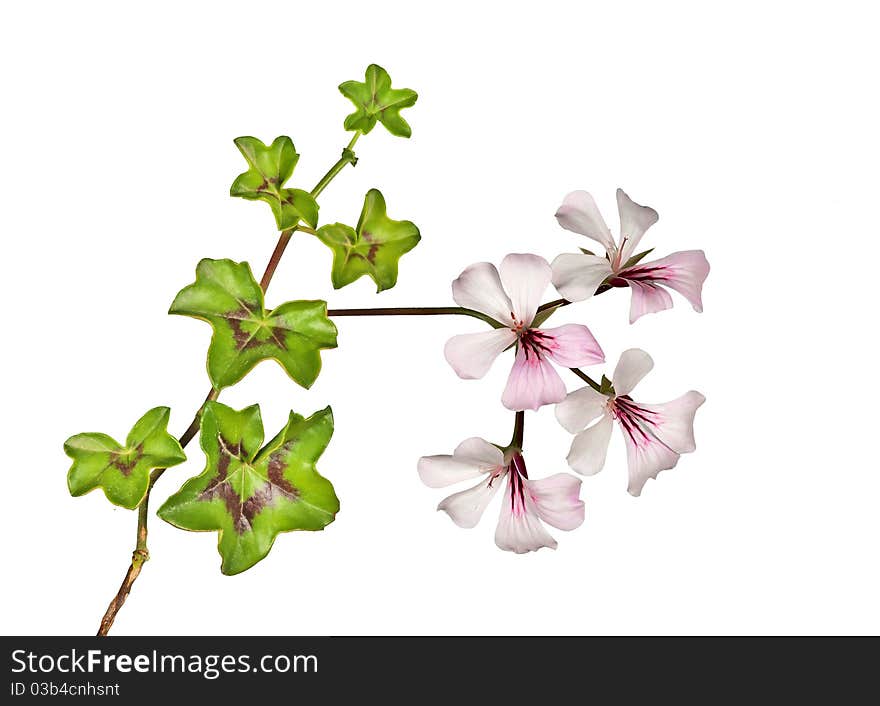 Ivy isolated on white background