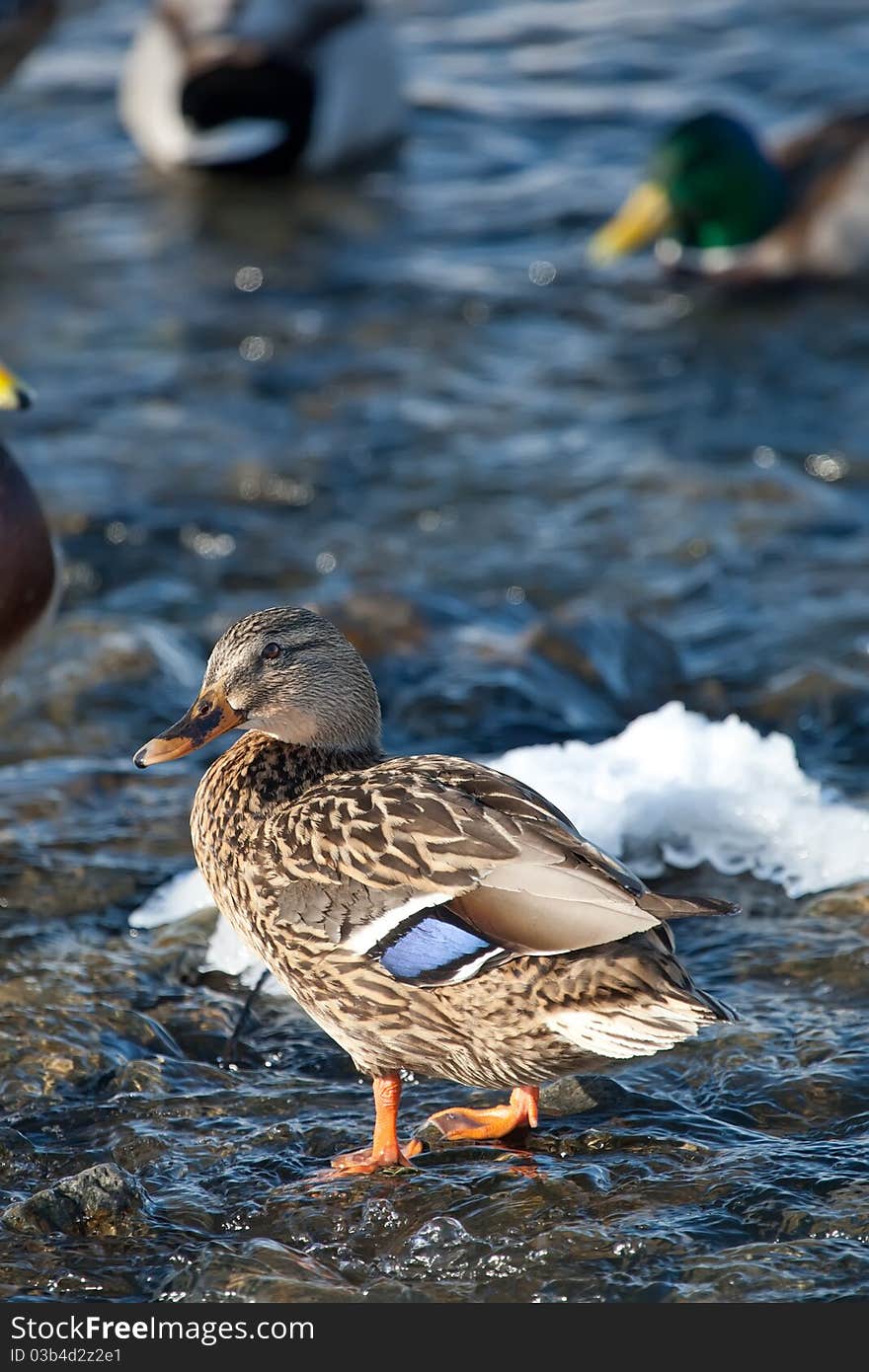 Grey duck in river winter sunny day