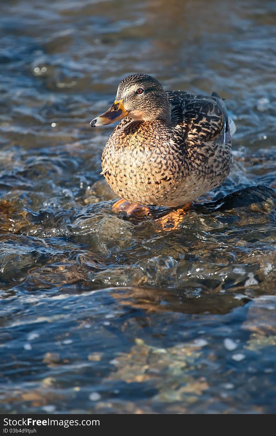 Grey duck in river winter sunny day