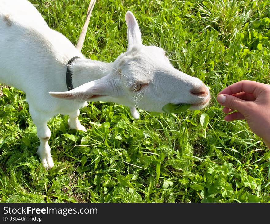 Goat on meadow