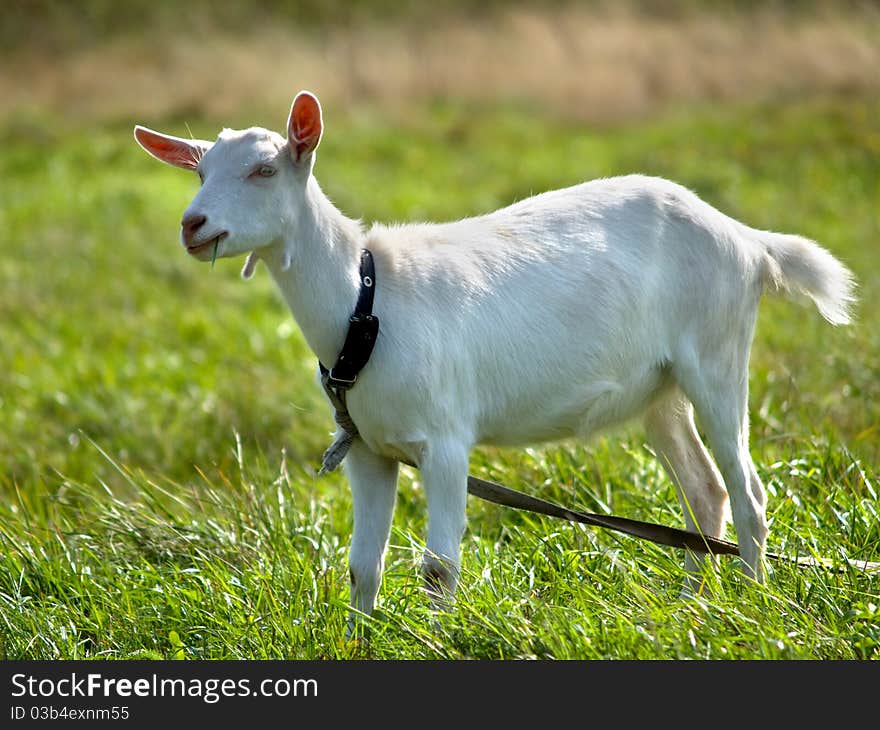 Goat on green meadow