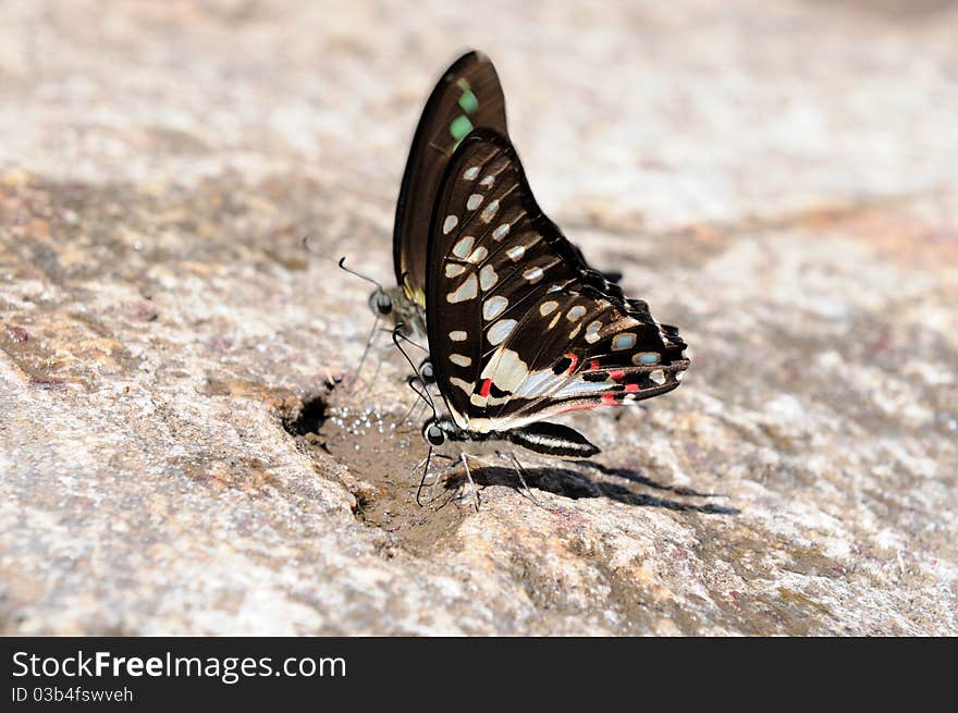 A pair of butterflies perching on a rock