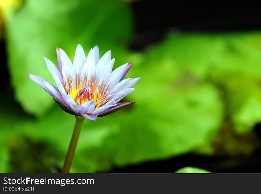 Pink water lily at full bloom in a local pond. Pink water lily at full bloom in a local pond