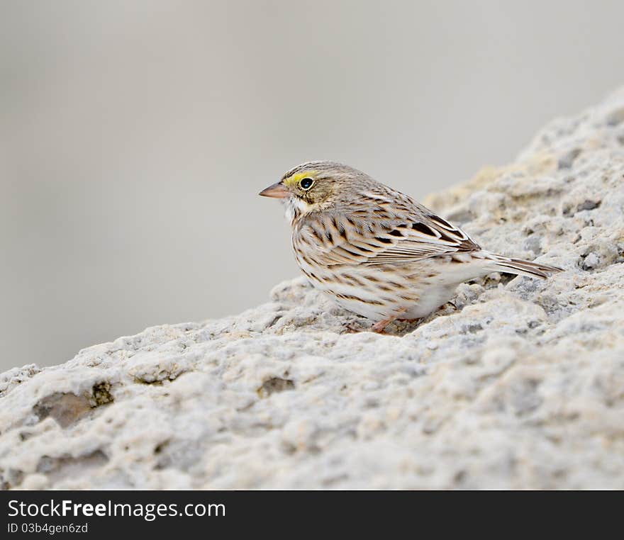 Savannah sparrow (ipswich) perched on rock in Barnegat NJ. Savannah sparrow (ipswich) perched on rock in Barnegat NJ