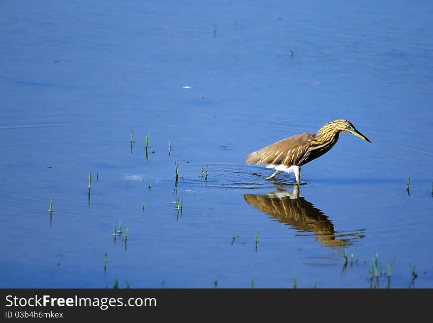 Indian Pond Heron