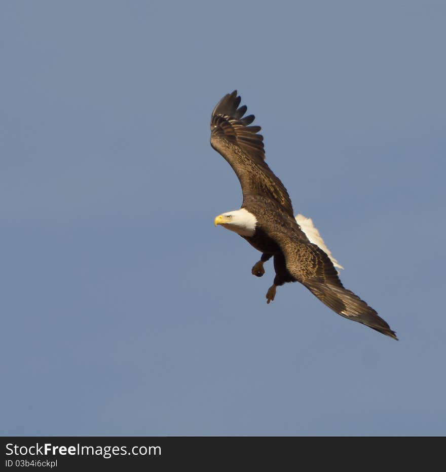 Bald Eagle (Haliaeetus leucocephalus)