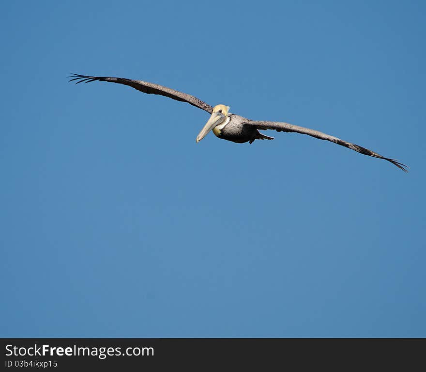 Brown Pelican observed in South Carolina. Brown Pelican observed in South Carolina