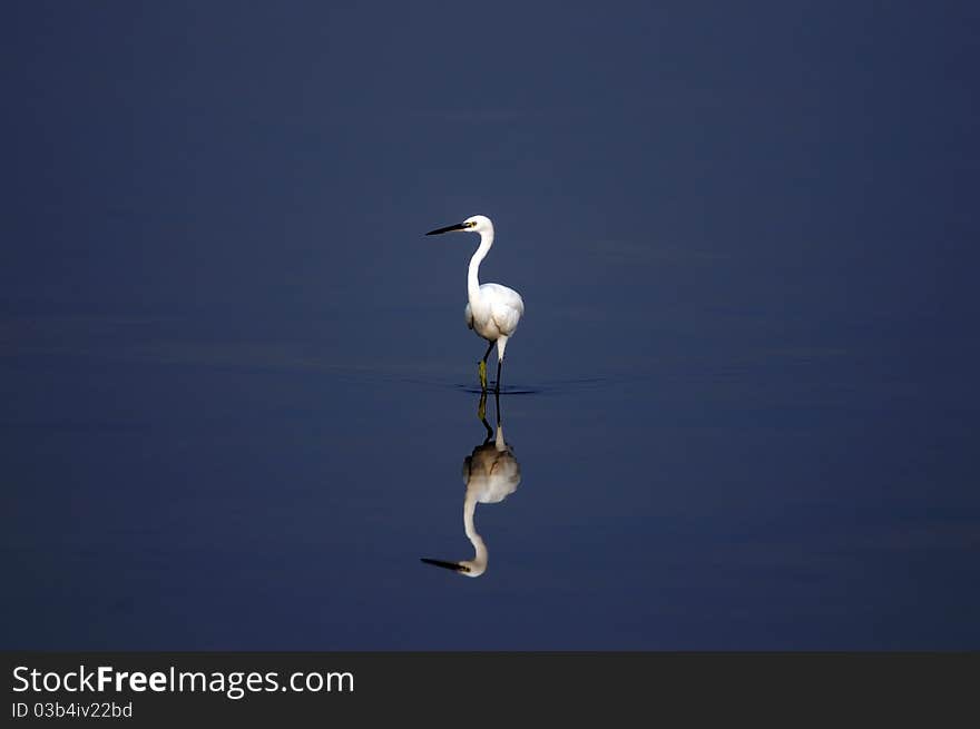 Egret