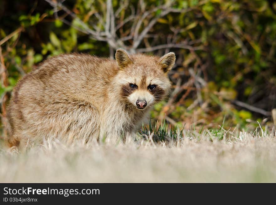 Racoon in grass in front of shrubs. Racoon in grass in front of shrubs