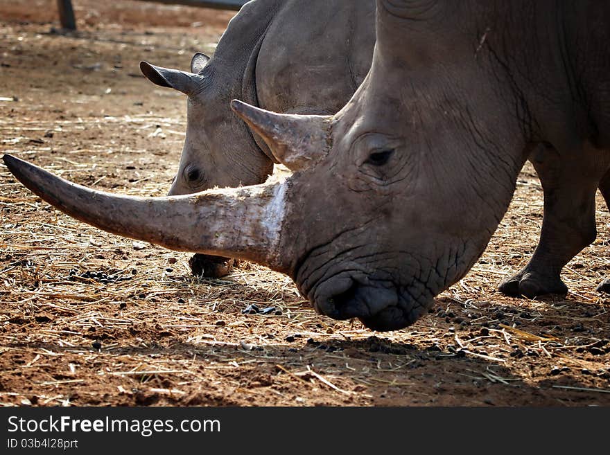 A low angle shot of white rhino mother and calf