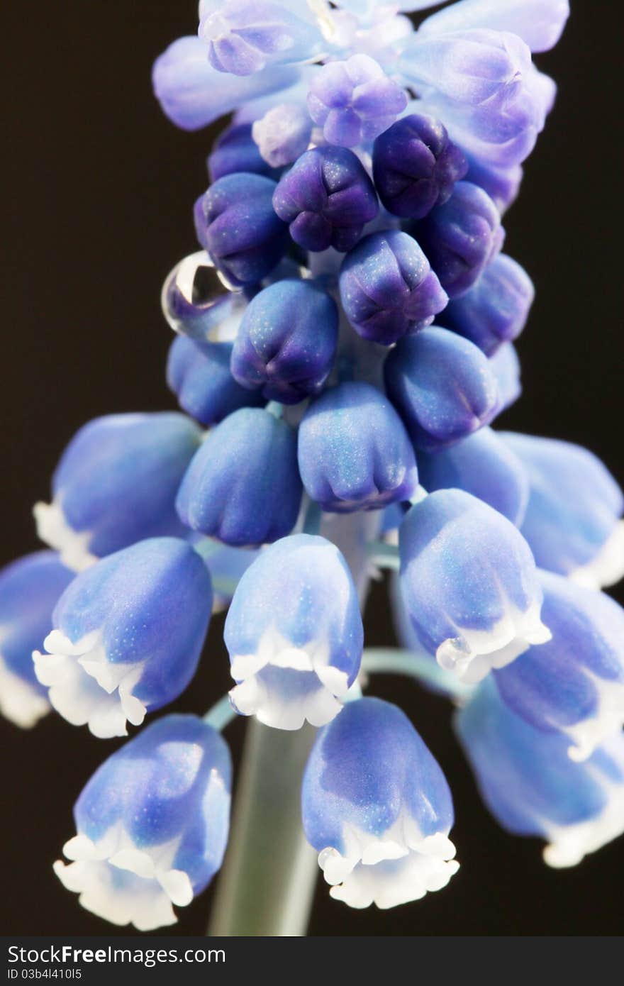 The spring flower of muskari the closeup