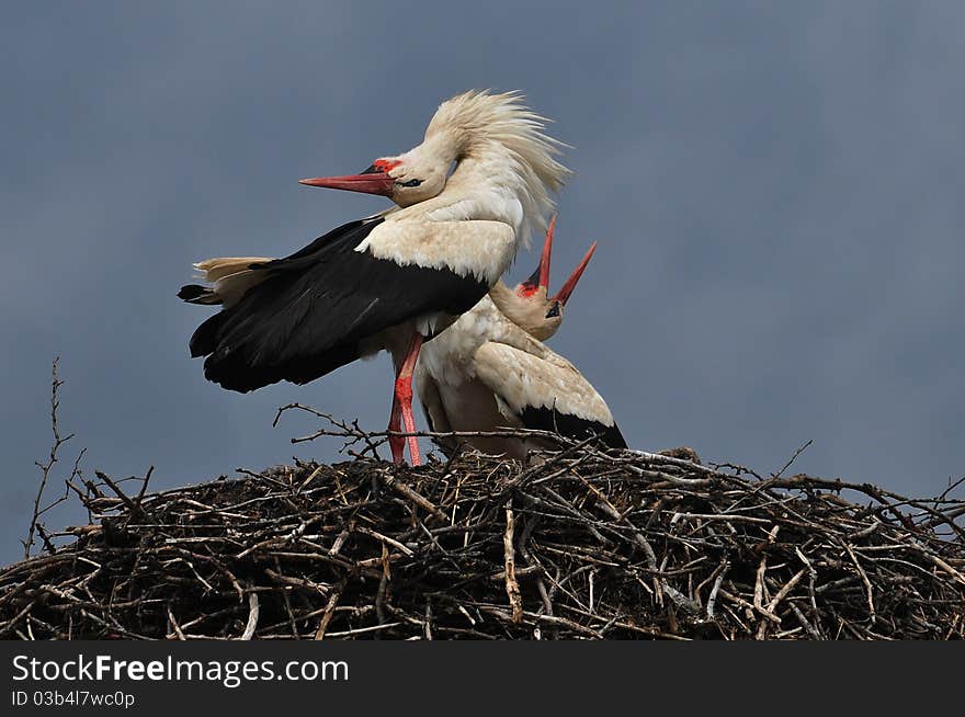 Storks in the nest on top of the house