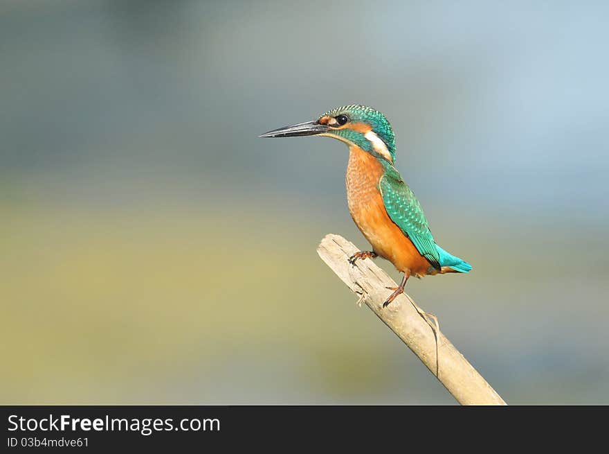 Malachite Kingfisher percahd on branch against blue sky