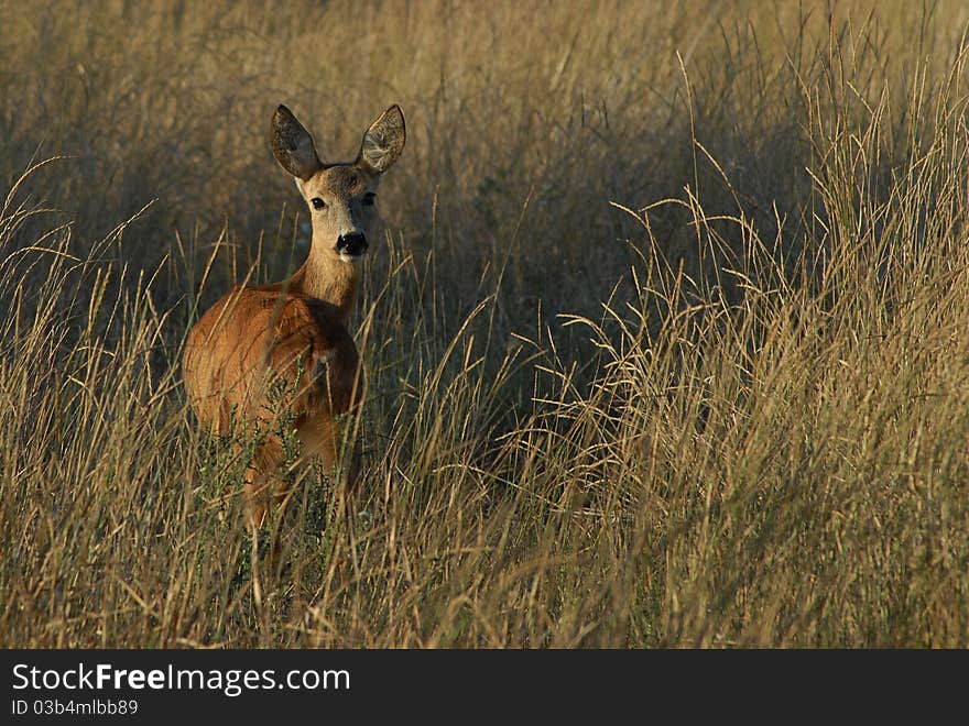 Deer in high autumn grass. Deer in high autumn grass