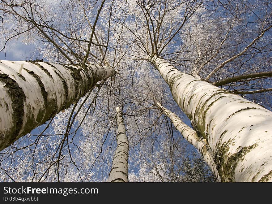 Winter Birches In White Rime