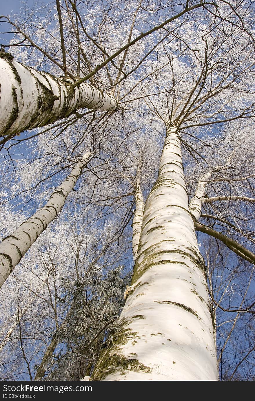 Winter Birches In White Rime