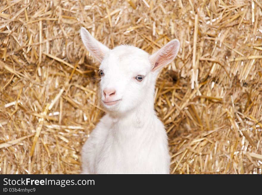 A baby goat standing on staw bedding in an indoor animal pen