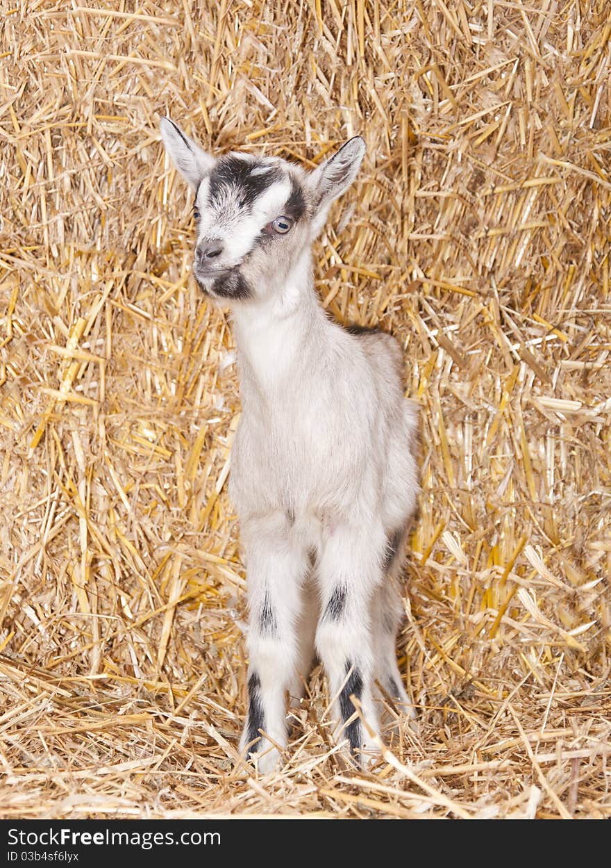 A baby goat standing on staw bedding in an indoor animal pen