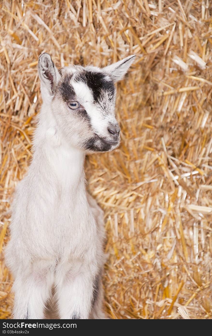 A baby goat standing on staw bedding in an indoor animal pen