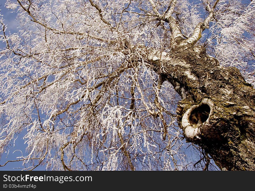 Old big birch in white hoar and sky background