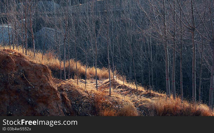 Poplar trees in winter