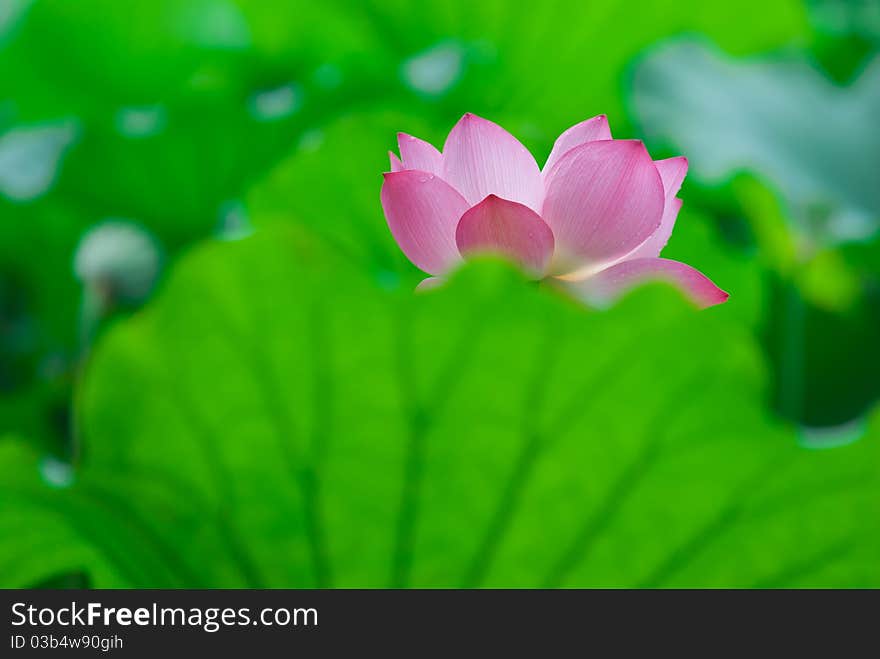 Pink lotus flower blooming at summer.East asia people like this flower.