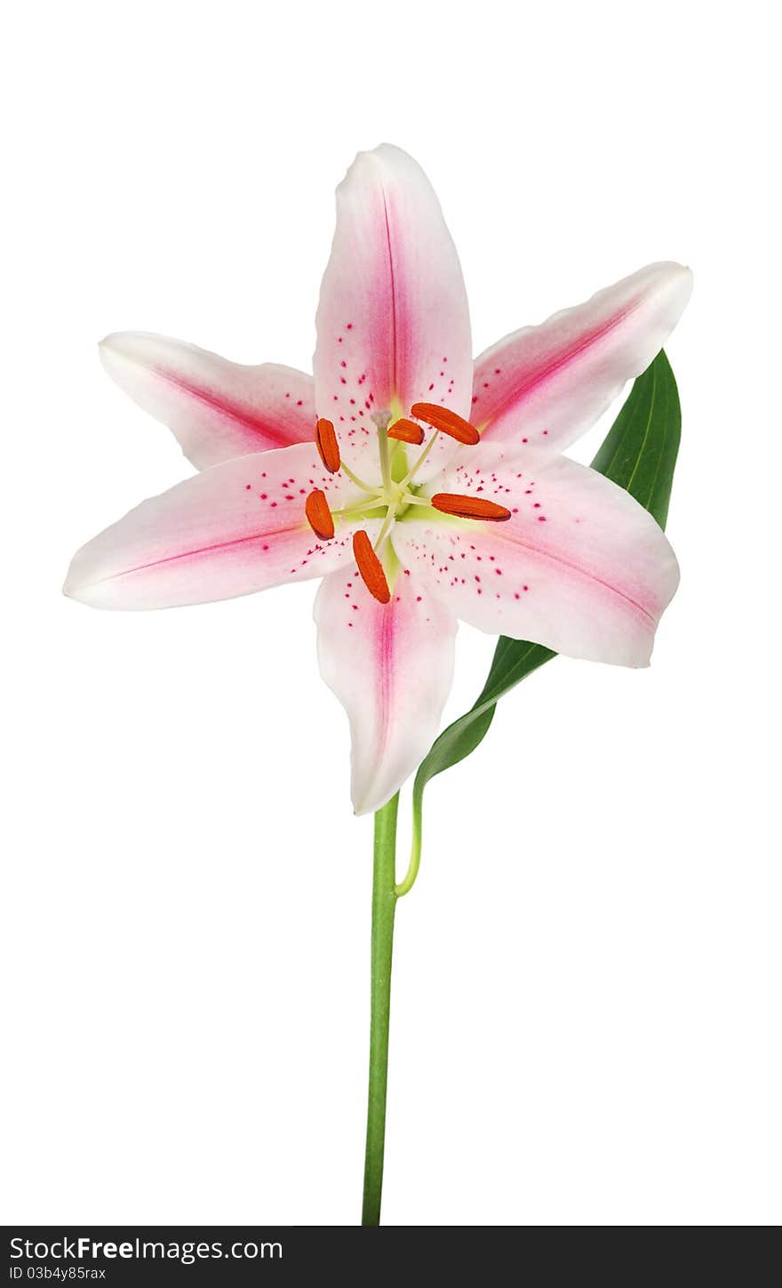 A pink lily