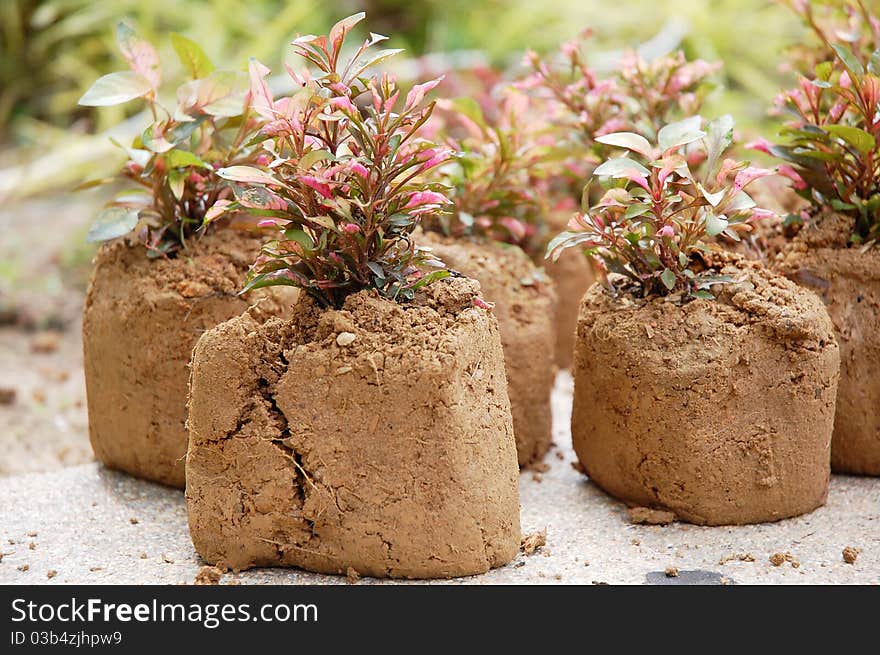 Image of soil and plant in garden